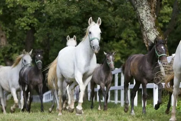 Sivka - Private Sauna Апартаменты Церклье-на-Гореньскем